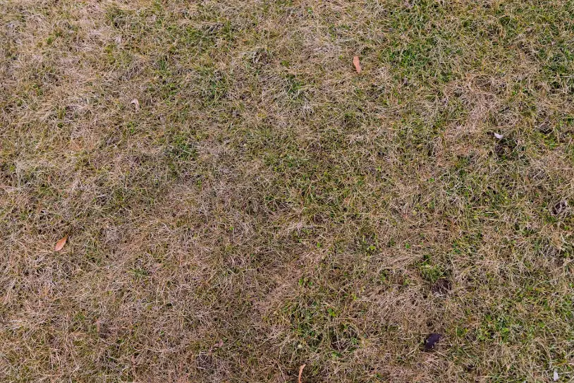 dry patch in St. Augustine lawn caused by irrigation system gap in Santa Rosa Beach Florida