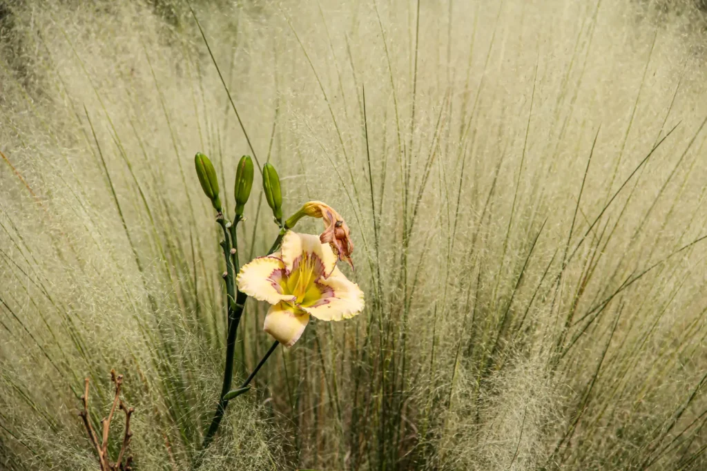 Salt-tolerant coastal plants including muhly grass and crinum lily in a 30A Florida landscape bed 